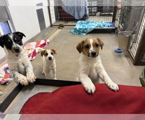 Medium Photo #7 Jack Russell Terrier-Unknown Mix Puppy For Sale in Cave Creek, AZ, USA
