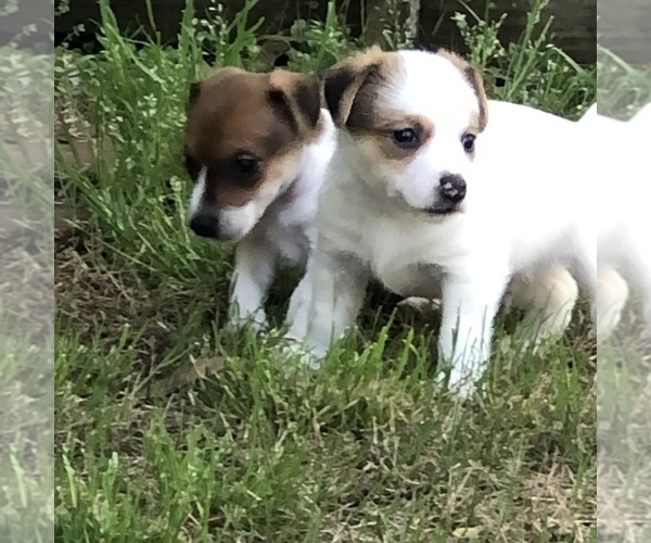 Medium Photo #1 Jack Russell Terrier Puppy For Sale in MABLETON, GA, USA