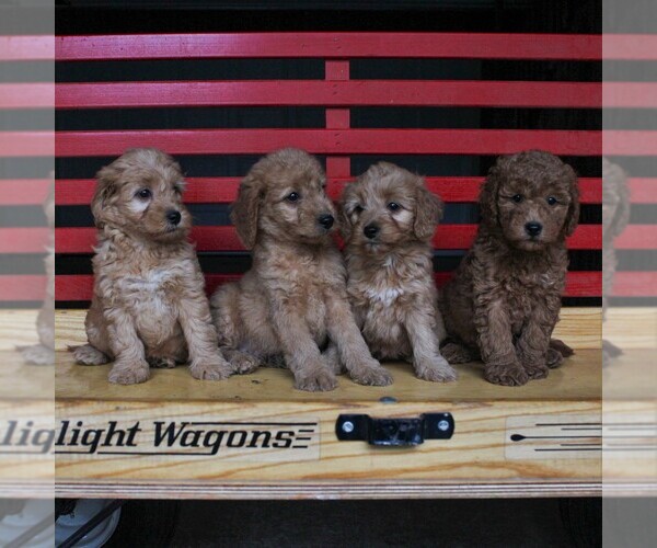 Medium Photo #2 Goldendoodle-Poodle (Miniature) Mix Puppy For Sale in LEOLA, PA, USA