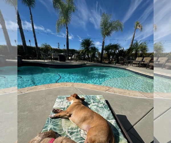 Medium Photo #6 Chiweenie Puppy For Sale in Escondido, CA, USA