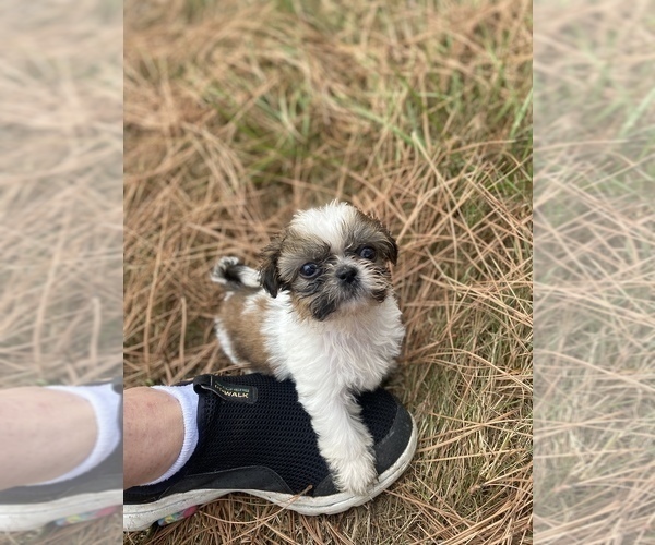 Medium Photo #70 Shih Tzu Puppy For Sale in VENETA, OR, USA