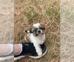 Small Photo #70 Shih Tzu Puppy For Sale in VENETA, OR, USA