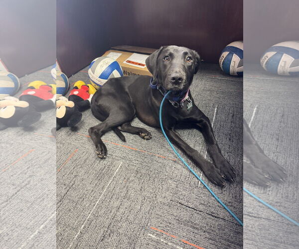 Medium Photo #2 Labrador Retriever-Unknown Mix Puppy For Sale in Greenville, SC, USA