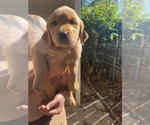 Small Photo #7 Golden Retriever Puppy For Sale in SAN MARCOS, CA, USA