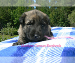 Small #3 German Shepherd Dog