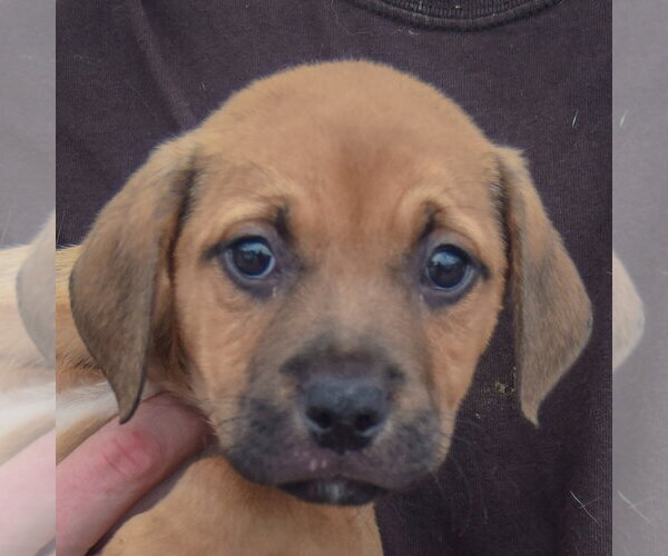 Medium Photo #6 American Staffordshire Terrier-German Shepherd Dog Mix Puppy For Sale in Huntley, IL, USA