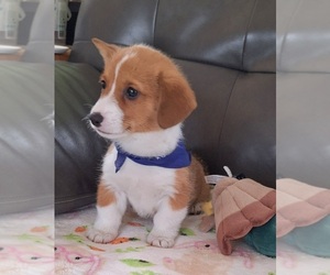 Medium Pembroke Welsh Corgi