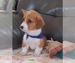 Puppy Blue DM Safe Pembroke Welsh Corgi