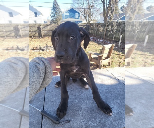 Medium Photo #1 Great Dane Puppy For Sale in ROCHELLE, IL, USA