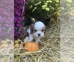 Small Photo #6 Cavalier King Charles Spaniel Puppy For Sale in STE GENEVIEVE, MO, USA