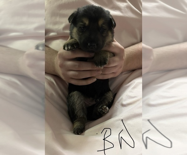 Medium Photo #6 German Shepherd Dog Puppy For Sale in SACRAMENTO, CA, USA