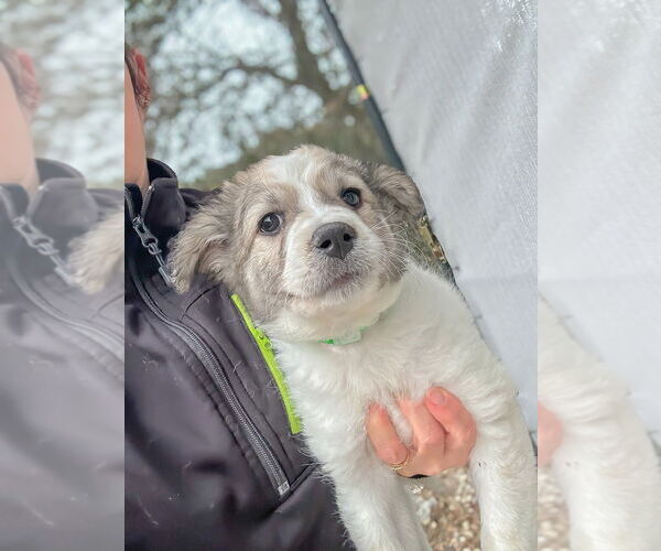 Medium Photo #1 Great Pyrenees-Unknown Mix Puppy For Sale in Oak Bluffs, MA, USA