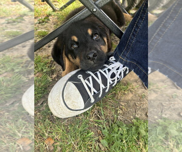 Medium Photo #11 German Shepherd Dog-Unknown Mix Puppy For Sale in West Sacramento, CA, USA