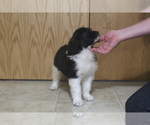 Small Photo #3 Saint Berdoodle Puppy For Sale in EVART, MI, USA