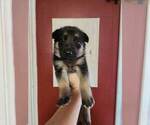 Small Photo #18 German Shepherd Dog Puppy For Sale in PORTAGE, IN, USA