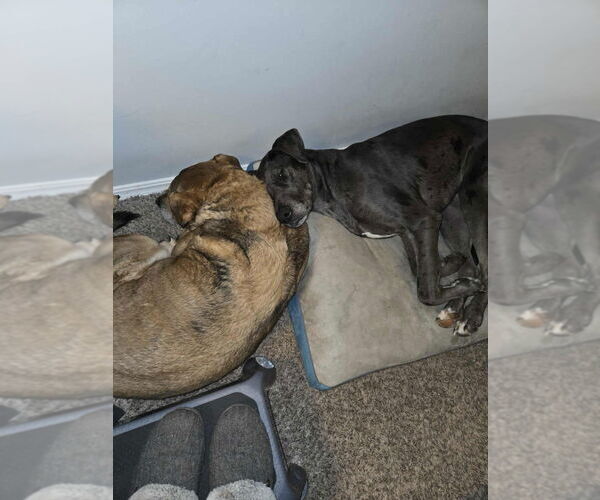 Medium Photo #2 Great Dane-Unknown Mix Puppy For Sale in Bullard, TX, USA