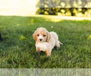 Cock-A-Poo-Poodle (Miniature) Mix Puppy for sale in SHIPSHEWANA, IN, USA