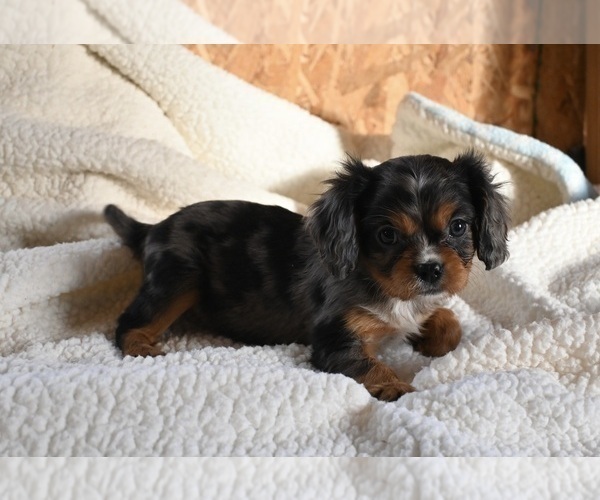 Medium Photo #1 Cavalier King Charles Spaniel Puppy For Sale in WOOSTER, OH, USA