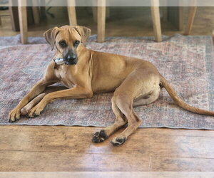 Devin - Male Mutt Dog for Adoption - Photo #7