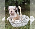 Small Photo #4 French Bulldog Puppy For Sale in MIDDLEBURY, IN, USA