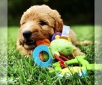 Small Photo #12 Labradoodle Puppy For Sale in BURTON, OH, USA