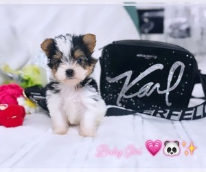 Biewer Yorkie Puppy for sale in SOLANA BEACH, CA, USA