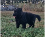 Small #9 German Shepherd Dog