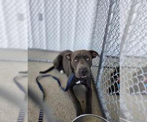 Mutt Dogs for adoption in Bakersfield, CA, USA