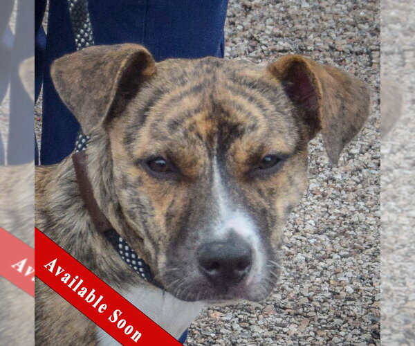 Medium Photo #1 Boxer-Whippet Mix Puppy For Sale in Huntley, IL, USA
