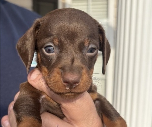 Medium Photo #5 Dachshund Puppy For Sale in ROEBUCK, SC, USA