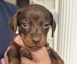 Small #4 Dachshund