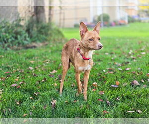Hollis - Male Chihuahua Dog for Adoption - Photo #9