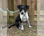 Small #5 Mutt