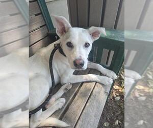 Mutt Dogs for adoption in Lodi, CA, USA