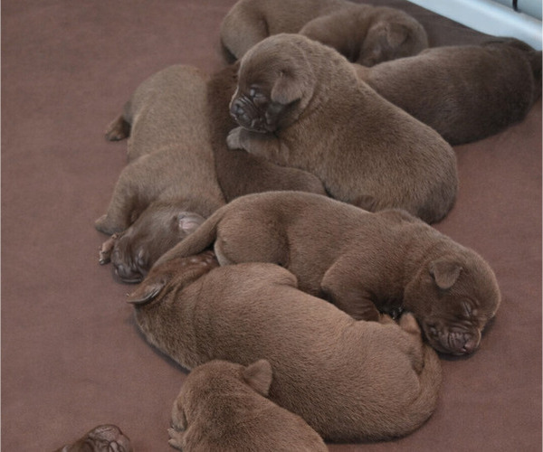 Medium Photo #1 Labrador Retriever Puppy For Sale in MOUNT VERNON, WA, USA