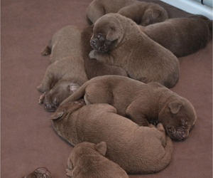 Labrador Retriever Puppy for sale in MOUNT VERNON, WA, USA