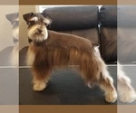 Small Photo #1 Schnauzer (Miniature) Puppy For Sale in BIG CABIN, OK, USA