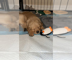 Small Photo #14 Golden Retriever Puppy For Sale in PEORIA, AZ, USA