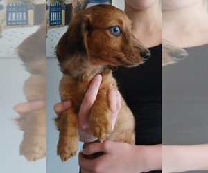 Dachshund Puppy for sale in BURLINGTON, MA, USA