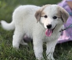 Small #2 Great Pyrenees
