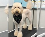 Small Photo #1 Goldendoodle Puppy For Sale in LEBANON, TN, USA
