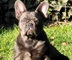 Small Photo #6 French Bulldog Puppy For Sale in SPRINGFIELD, OR, USA