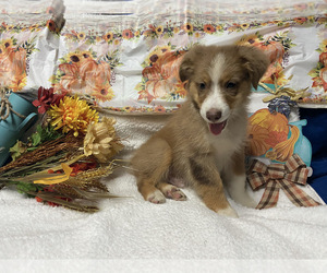 Miniature American Shepherd Puppy for sale in PLANT CITY, FL, USA