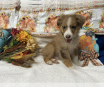 Small Photo #1 Miniature American Shepherd Puppy For Sale in PLANT CITY, FL, USA