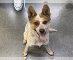 PEBBLES - Female Mutt Dog for Adoption - Small photo