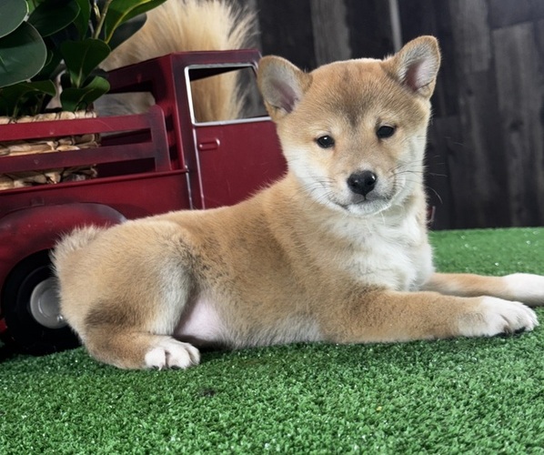 Medium Photo #1 Shiba Inu Puppy For Sale in CANOGA, NY, USA