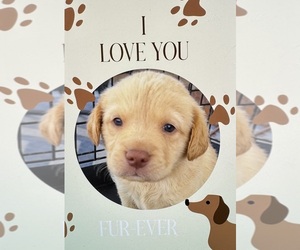 Golden Labrador Puppy for sale in BUCKEYE, AZ, USA