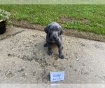 Small #1 Weimaraner