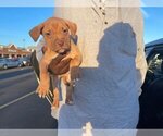 Small Photo #7 American Pit Bull Terrier Puppy For Sale in DETROIT, MI, USA