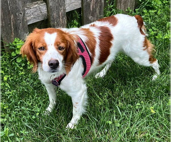 Medium Photo #6 English Springer Spaniel Puppy For Sale in Mundelein, IL, USA